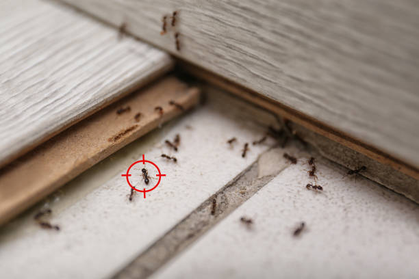 Best Pest Removal Services  in Sequim, WA
