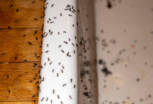 Best Mosquito Control Services  in Sequim, WA