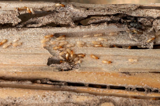 Best Termite Control Services  in Sequim, WA