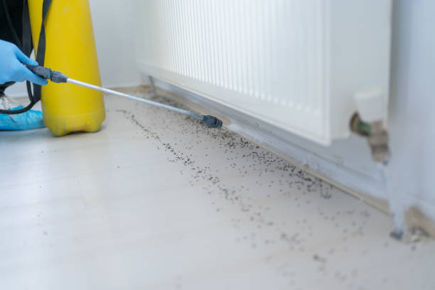Best Wasp Removal Services  in Sequim, WA