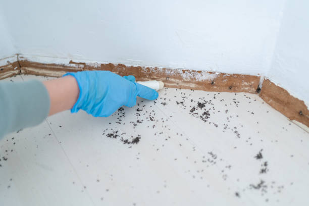 Best Emergency Pest Control  in Sequim, WA